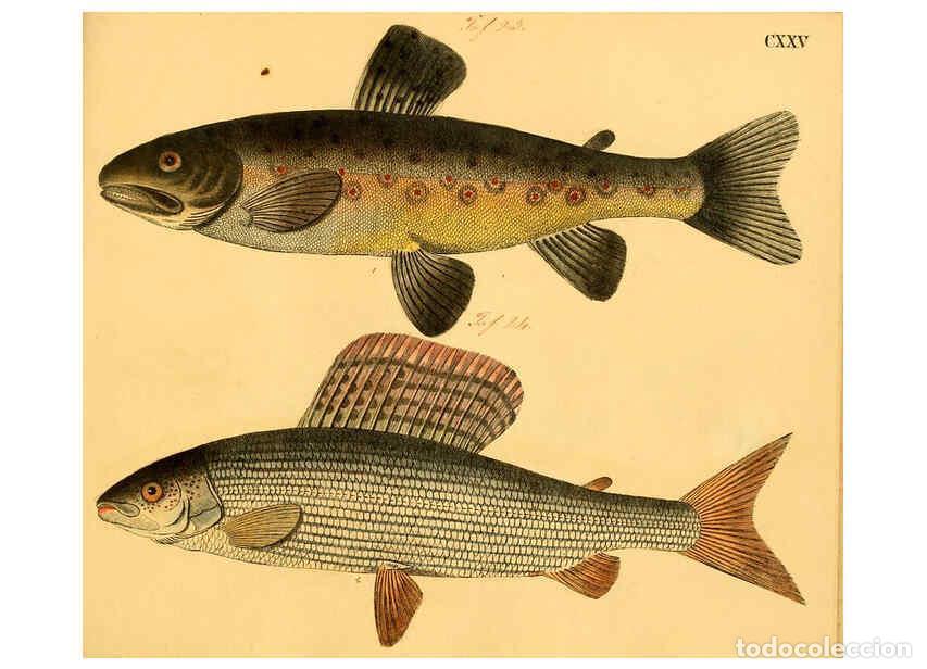 Colecionismo de Revistas e Jornais: Reproducci&oacute;n/Reproduction 6059228238: Naturgeschichte in Bildern : mit erl&auml;uterndem Text / Von Profe