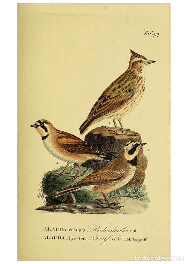 Colecionismo de Revistas e Jornais: Reproducci&oacute;n/Reproduction 6058856865: Johann Andreas Naumann's ... Naturgeschichte der V&ouml;gel Deutsch