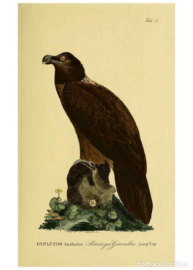 Colecionismo de Revistas e Jornais: Reproducci&oacute;n/Reproduction 6058828483: Johann Andreas Naumann's ... Naturgeschichte der V&ouml;gel Deutsch