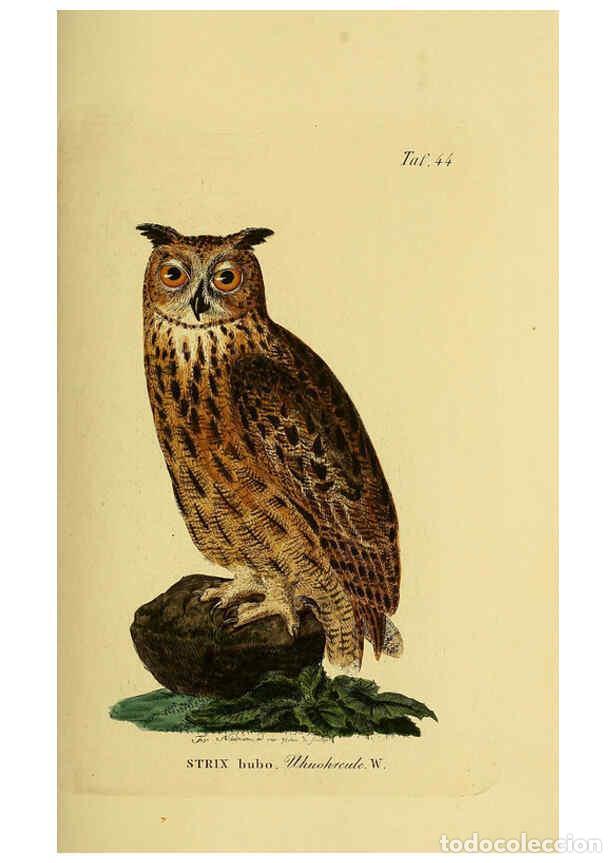 Colecionismo de Revistas e Jornais: Reproducci&oacute;n/Reproduction 6058840989: Johann Andreas Naumann's ... Naturgeschichte der V&ouml;gel Deutsch