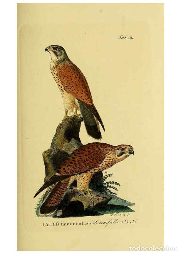 Colecionismo de Revistas e Jornais: Reproducci&oacute;n/Reproduction 6059383386: Johann Andreas Naumann's ... Naturgeschichte der V&ouml;gel Deutsch