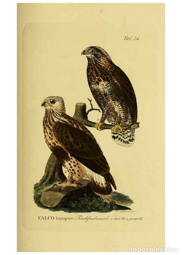 Colecionismo de Revistas e Jornais: Reproducci&oacute;n/Reproduction 6058837997: Johann Andreas Naumann's ... Naturgeschichte der V&ouml;gel Deutsch