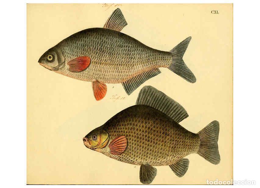 Colecionismo de Revistas e Jornais: Reproducci&oacute;n/Reproduction 6058683487: Naturgeschichte in Bildern : mit erl&auml;uterndem Text / Von Profe