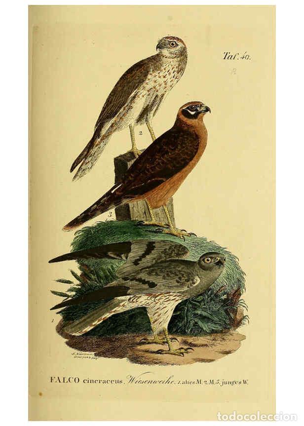 Colecionismo de Revistas e Jornais: Reproducci&oacute;n/Reproduction 6058839671: Johann Andreas Naumann's ... Naturgeschichte der V&ouml;gel Deutsch