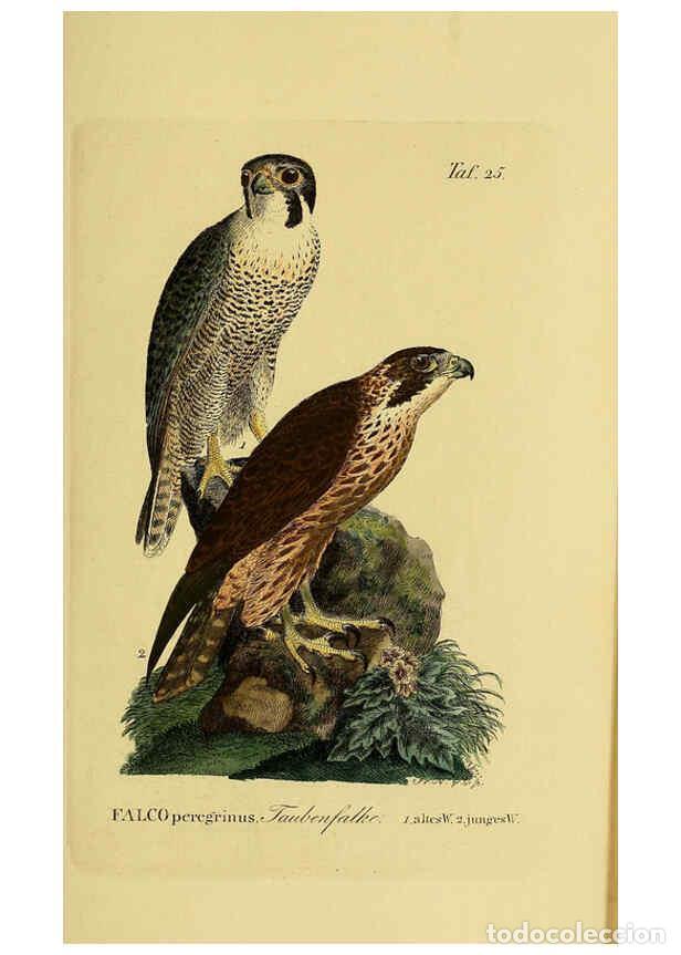 Colecionismo de Revistas e Jornais: Reproducci&oacute;n/Reproduction 6059381886: Johann Andreas Naumann's ... Naturgeschichte der V&ouml;gel Deutsch