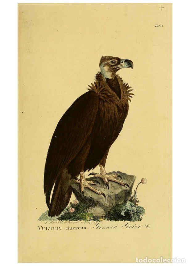 Colecionismo de Revistas e Jornais: Reproducci&oacute;n/Reproduction 6059373918: Johann Andreas Naumann's ... Naturgeschichte der V&ouml;gel Deutsch