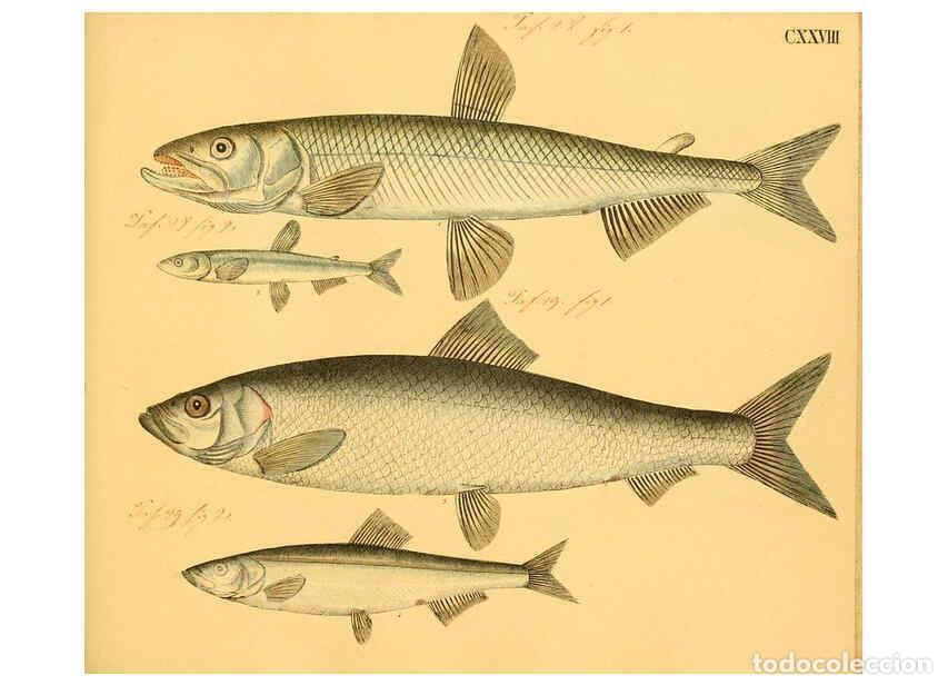 Colecionismo de Revistas e Jornais: Reproducci&oacute;n/Reproduction 6059228792: Naturgeschichte in Bildern : mit erl&auml;uterndem Text / Von Profe
