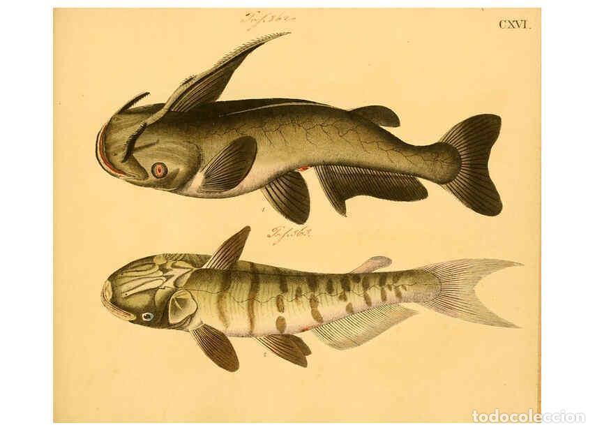 Colecionismo de Revistas e Jornais: Reproducci&oacute;n/Reproduction 6059226148: Naturgeschichte in Bildern : mit erl&auml;uterndem Text / Von Profe