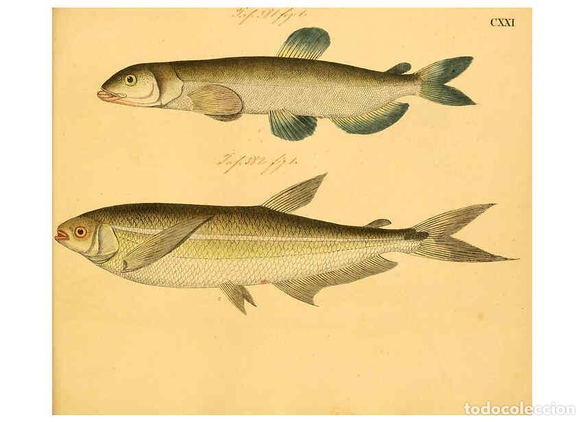 Colecionismo de Revistas e Jornais: Reproducci&oacute;n/Reproduction 6059227196: Naturgeschichte in Bildern : mit erl&auml;uterndem Text / Von Profe