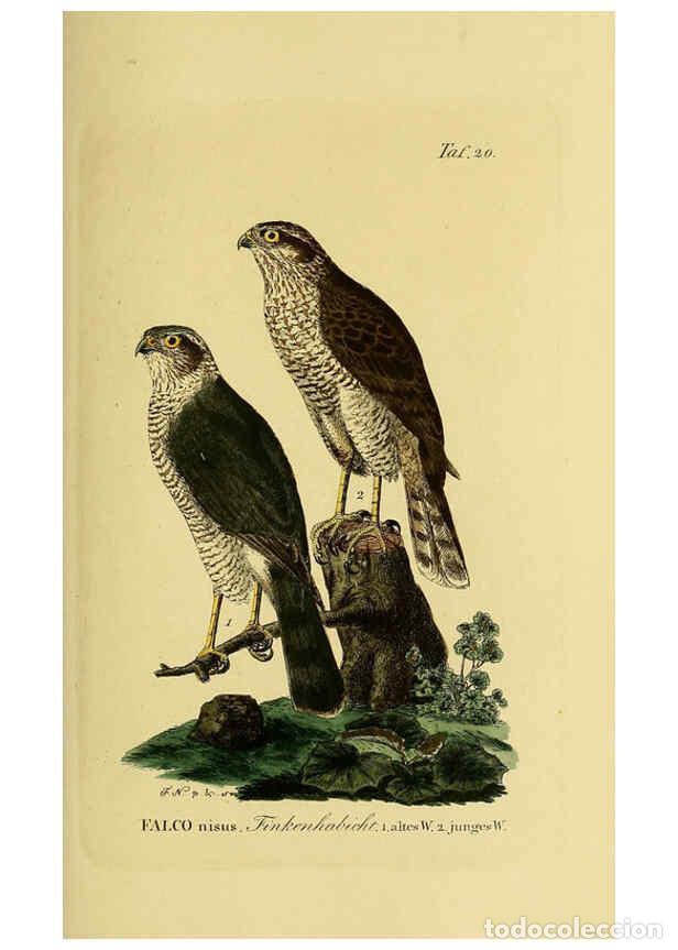 Colecionismo de Revistas e Jornais: Reproducci&oacute;n/Reproduction 6059380384: Johann Andreas Naumann's ... Naturgeschichte der V&ouml;gel Deutsch