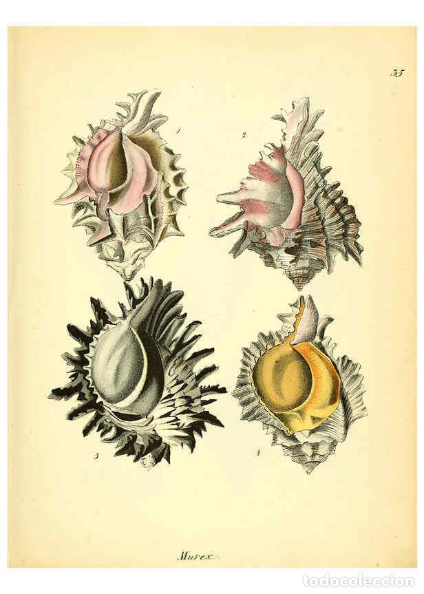 Colecionismo de Revistas e Jornais: Reproducci&oacute;n/Reproduction 6028536663: Conchylienbuch, oder, Allgemeine und besondere Naturgeschichte