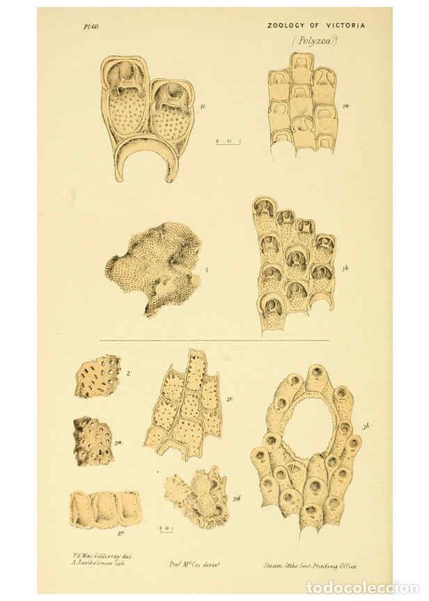 Colecionismo de Revistas e Jornais: Reproducci&oacute;n/Reproduction 5998272311: Natural history of Victoria. Dec. 6-10 Melbourne,J.Ferres, gov