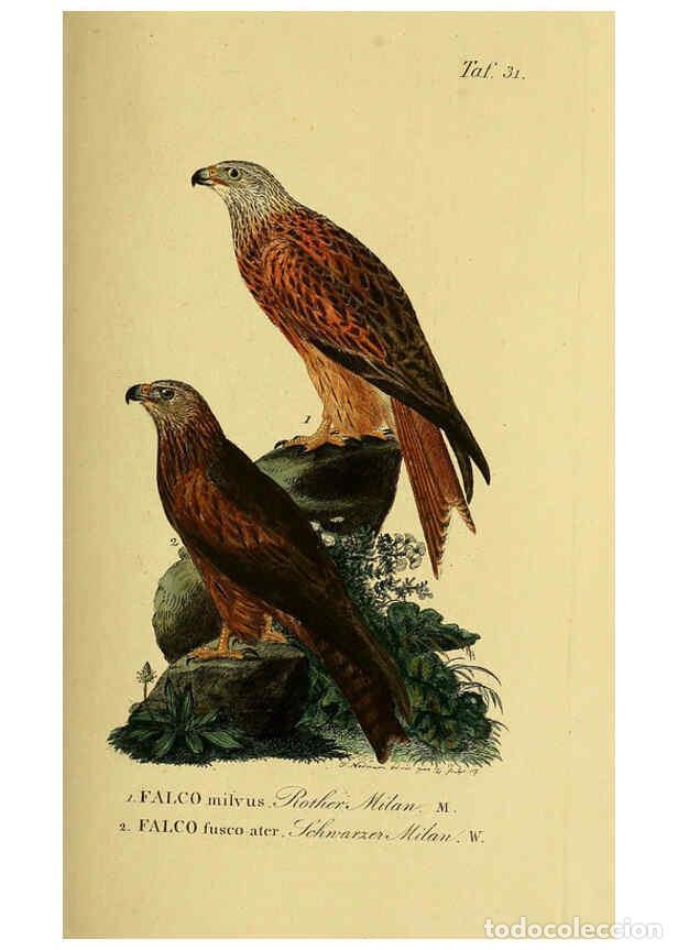 Colecionismo de Revistas e Jornais: Reproducci&oacute;n/Reproduction 6058837071: Johann Andreas Naumann's ... Naturgeschichte der V&ouml;gel Deutsch