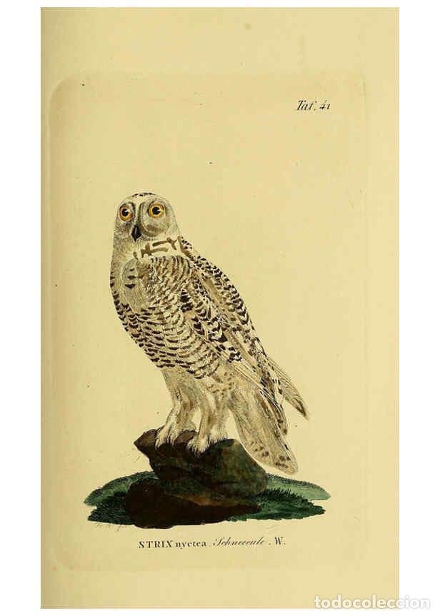 Colecionismo de Revistas e Jornais: Reproducci&oacute;n/Reproduction 6058839913: Johann Andreas Naumann's ... Naturgeschichte der V&ouml;gel Deutsch