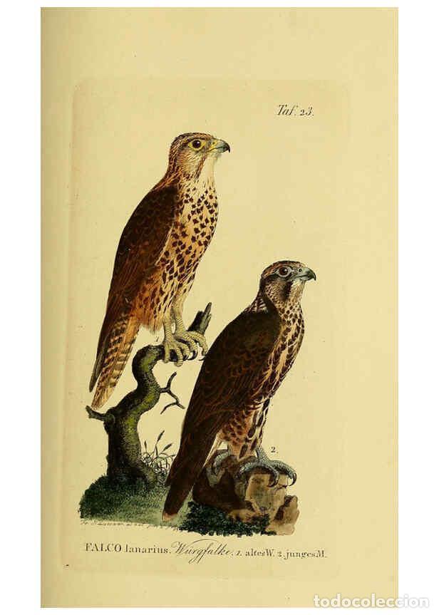Colecionismo de Revistas e Jornais: Reproducci&oacute;n/Reproduction 6059381260: Johann Andreas Naumann's ... Naturgeschichte der V&ouml;gel Deutsch