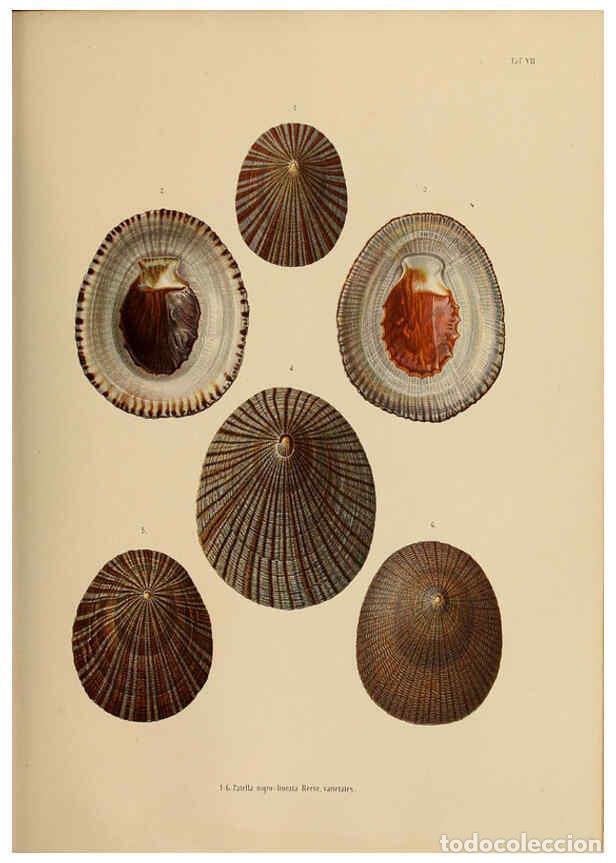 Sammeln von Zeitschriften und Zeitungen: Reproducci&oacute;n/Reproduction 5997638033: Japanische Meeres-Conchylien T 2-3 Cassel,T. Fischer,1869-1874