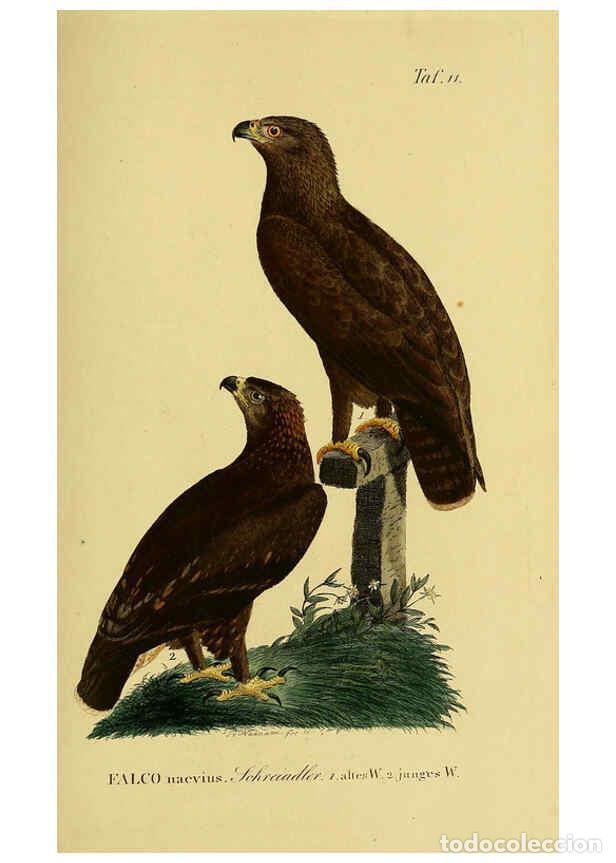 Sammeln von Zeitschriften und Zeitungen: Reproducci&oacute;n/Reproduction 6058830375: Johann Andreas Naumann's ... Naturgeschichte der V&ouml;gel Deutsch