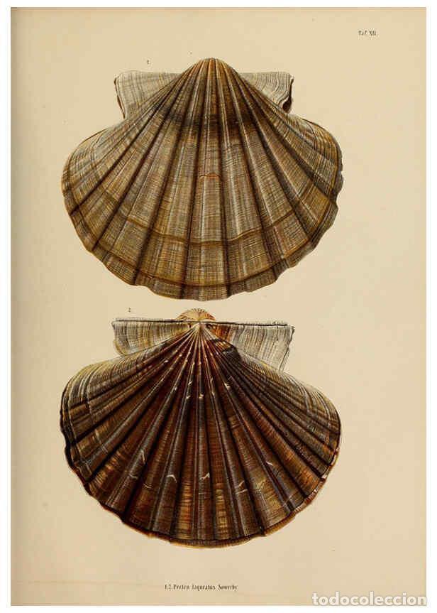 Sammeln von Zeitschriften und Zeitungen: Reproducci&oacute;n/Reproduction 5998191112: Japanische Meeres-Conchylien T 2-3 Cassel,T. Fischer,1869-1874