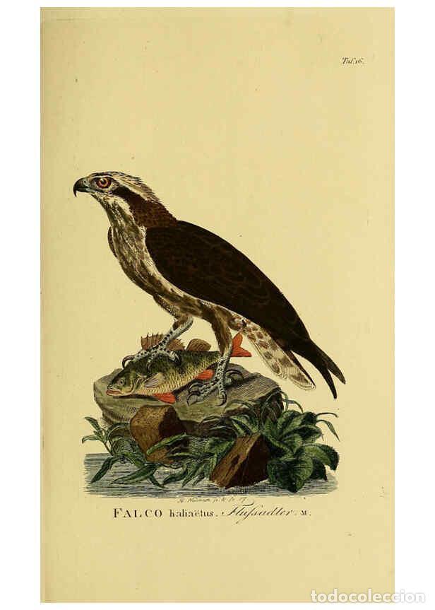 Sammeln von Zeitschriften und Zeitungen: Reproducci&oacute;n/Reproduction 6059379094: Johann Andreas Naumann's ... Naturgeschichte der V&ouml;gel Deutsch