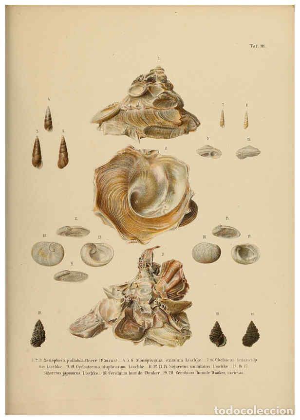 Sammeln von Zeitschriften und Zeitungen: Reproducci&oacute;n/Reproduction 5998192698: Japanische Meeres-Conchylien T 2-3 Cassel,T. Fischer,1869-1874