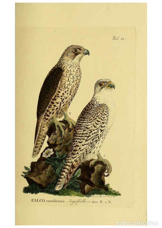 Sammeln von Zeitschriften und Zeitungen: Reproducci&oacute;n/Reproduction 6059380696: Johann Andreas Naumann's ... Naturgeschichte der V&ouml;gel Deutsch