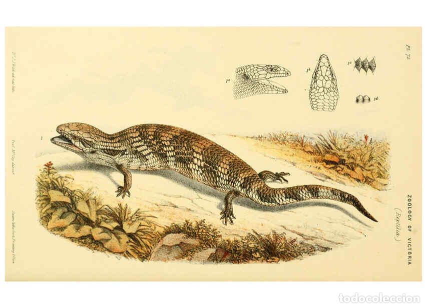 Sammeln von Zeitschriften und Zeitungen: Reproducci&oacute;n/Reproduction 5998277081: Natural history of Victoria. Dec. 6-10 Melbourne,J.Ferres, gov