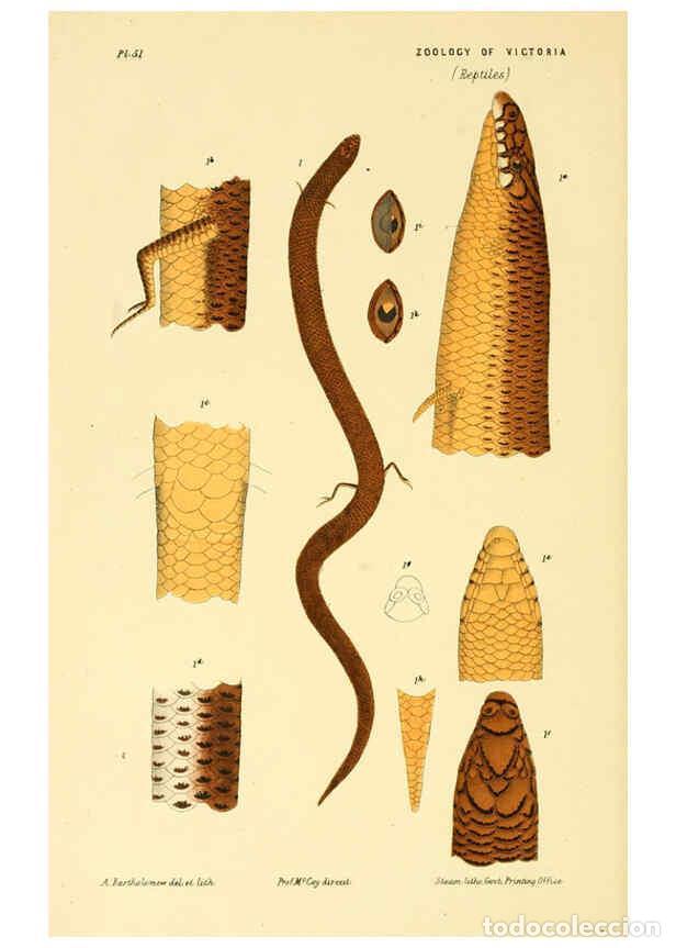 Sammeln von Zeitschriften und Zeitungen: Reproducci&oacute;n/Reproduction 5998267769: Natural history of Victoria. Dec. 6-10 Melbourne,J.Ferres, gov