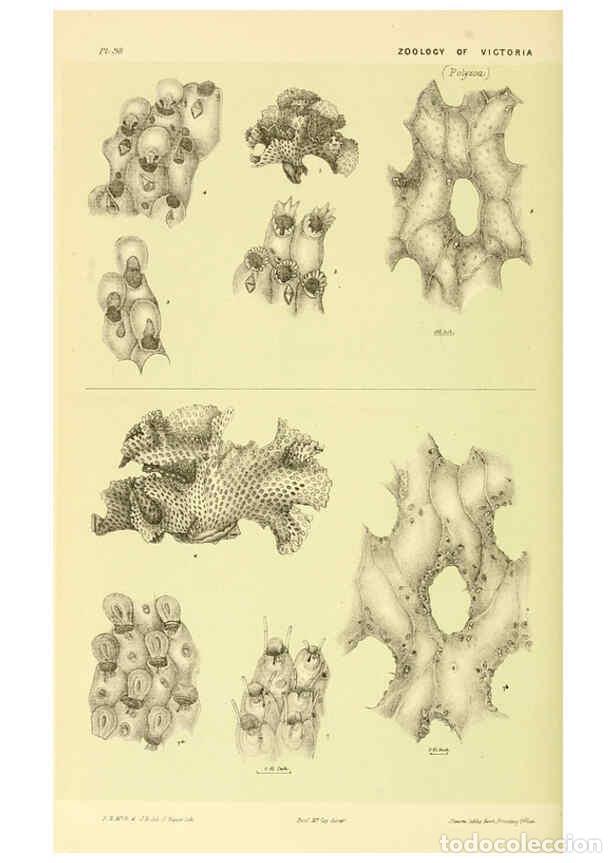 Sammeln von Zeitschriften und Zeitungen: Reproducci&oacute;n/Reproduction 5998293365: Natural history of Victoria. Dec. 6-10 Melbourne,J.Ferres, gov