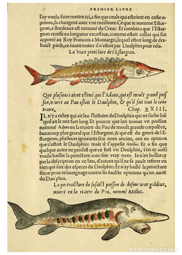 Sammeln von Zeitschriften und Zeitungen: Reproducci&oacute;n/Reproduction 5998389357: L'histoire naturelle des estranges poissons marins A Paris :De