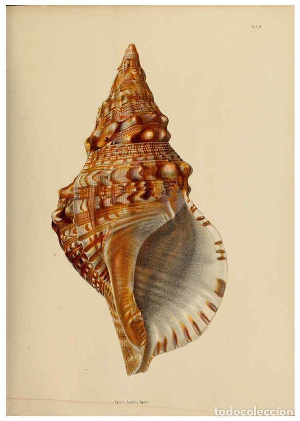 Collectionnisme de Revues et Journaux: Reproducci&oacute;n/Reproduction 5997636493: Japanische Meeres-Conchylien T 2-3 Cassel,T. Fischer,1869-1874