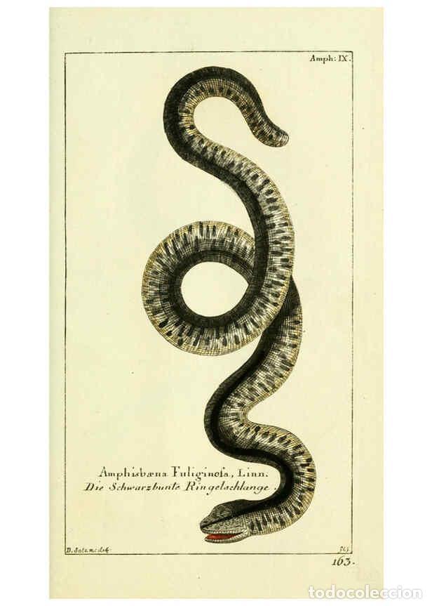 Coleccionismo de Revistas y Peri&oacute;dicos: Reproducci&oacute;n/Reproduction 5988320754: Gemeinn&uuml;zzige Naturgeschichte des Thierreichs bd. 4 plates Ber