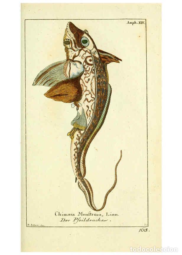 Coleccionismo de Revistas y Peri&oacute;dicos: Reproducci&oacute;n/Reproduction 5988322582: Gemeinn&uuml;zzige Naturgeschichte des Thierreichs bd. 4 plates Ber