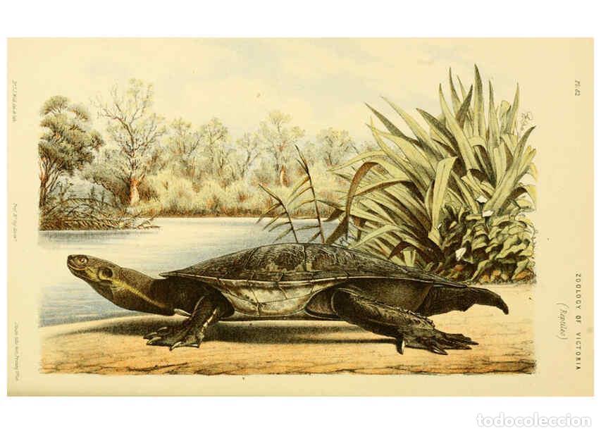 Coleccionismo de Revistas y Peri&oacute;dicos: Reproducci&oacute;n/Reproduction 5998282775: Natural history of Victoria. Dec. 6-10 Melbourne,J.Ferres, gov