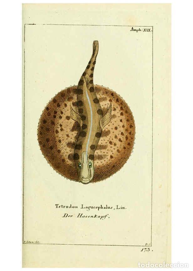 Coleccionismo de Revistas y Peri&oacute;dicos: Reproducci&oacute;n/Reproduction 5988323910: Gemeinn&uuml;zzige Naturgeschichte des Thierreichs bd. 4 plates Ber