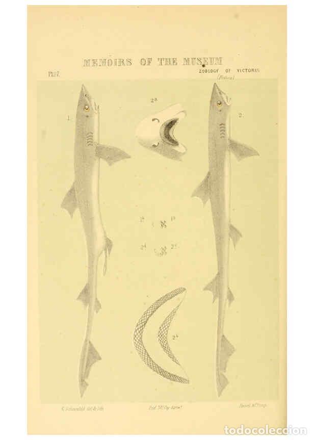 Coleccionismo de Revistas y Peri&oacute;dicos: Reproducci&oacute;n/Reproduction 5998287225: Natural history of Victoria. Dec. 6-10 Melbourne,J.Ferres, gov