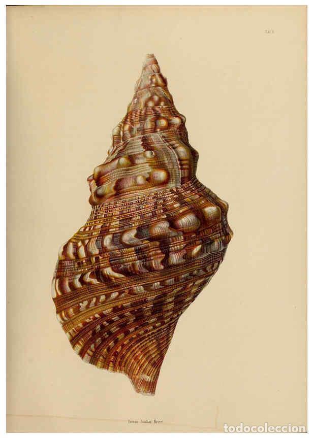 Coleccionismo de Revistas y Peri&oacute;dicos: Reproducci&oacute;n/Reproduction 5997636233: Japanische Meeres-Conchylien T 2-3 Cassel,T. Fischer,1869-1874