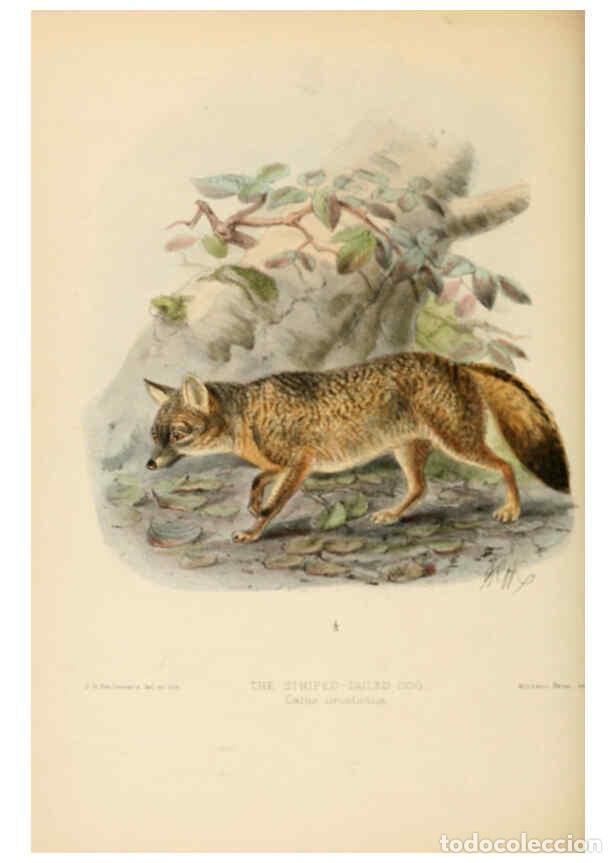 Coleccionismo de Revistas y Peri&oacute;dicos: Reproducci&oacute;n/Reproduction 5987840763: Dogs, jackals, wolves, and foxes London R.H. Porter 1890 - St.