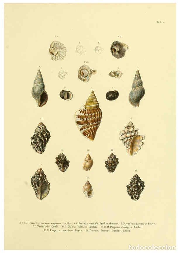 Coleccionismo de Revistas y Peri&oacute;dicos: Reproducci&oacute;n/Reproduction 5997624419: Japanische Meeres-Conchylien T1 Cassel,T. Fischer,1869-1874 -