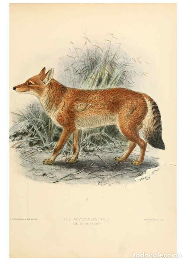 Coleccionismo de Revistas y Peri&oacute;dicos: Reproducci&oacute;n/Reproduction 5988400604: Dogs, jackals, wolves, and foxes London R.H. Porter 1890 - St.