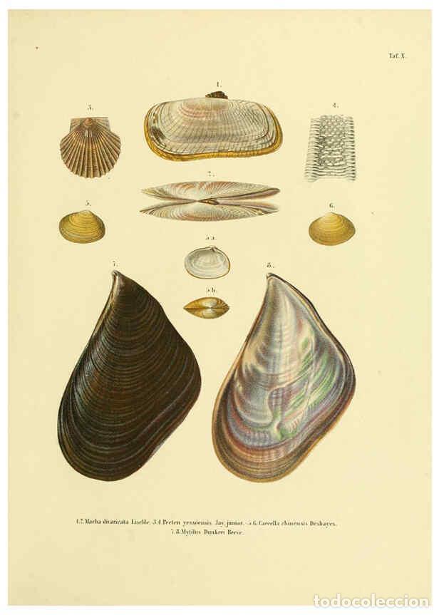 Coleccionismo de Revistas y Peri&oacute;dicos: Reproducci&oacute;n/Reproduction 5997625849: Japanische Meeres-Conchylien T1 Cassel,T. Fischer,1869-1874 -