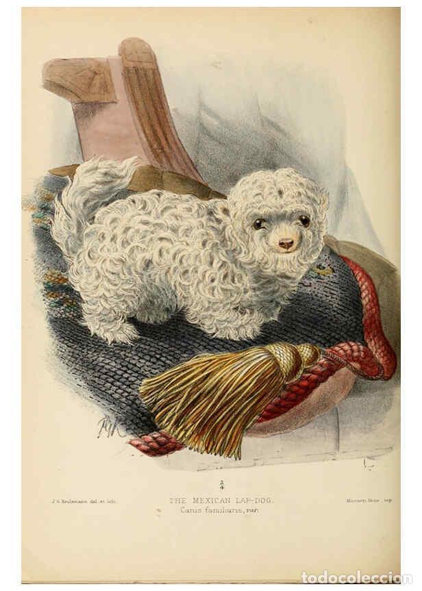 Coleccionismo de Revistas y Peri&oacute;dicos: Reproducci&oacute;n/Reproduction 5987846307: Dogs, jackals, wolves, and foxes London R.H. Porter 1890 - St.