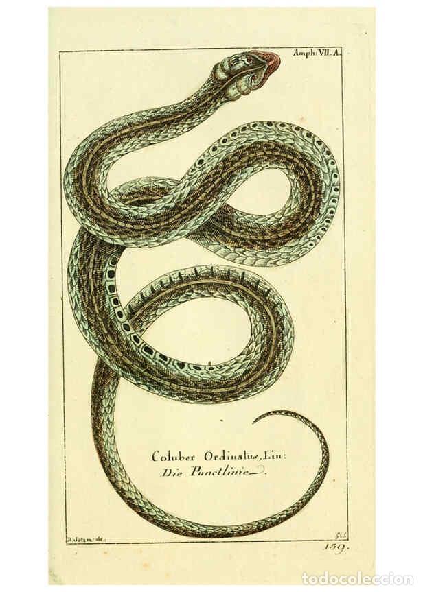 Coleccionismo de Revistas y Peri&oacute;dicos: Reproducci&oacute;n/Reproduction 5988319236: Gemeinn&uuml;zzige Naturgeschichte des Thierreichs bd. 4 plates Ber