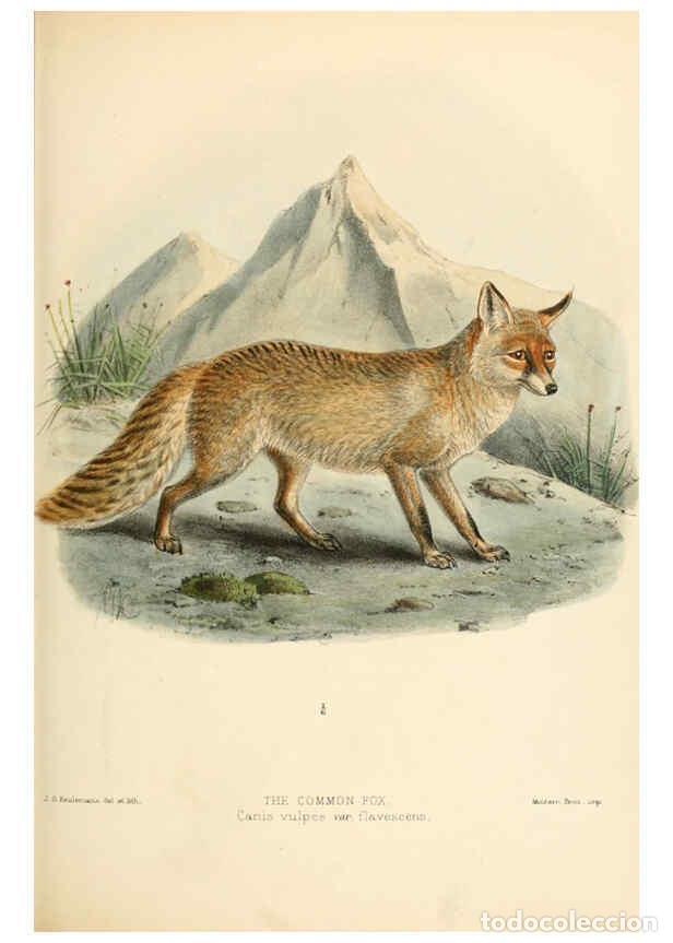 Coleccionismo de Revistas y Peri&oacute;dicos: Reproducci&oacute;n/Reproduction 5988405492: Dogs, jackals, wolves, and foxes London R.H. Porter 1890 - St.