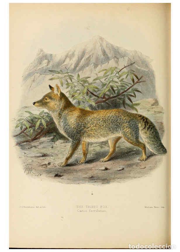 Coleccionismo de Revistas y Peri&oacute;dicos: Reproducci&oacute;n/Reproduction 5987843227: Dogs, jackals, wolves, and foxes London R.H. Porter 1890 - St.