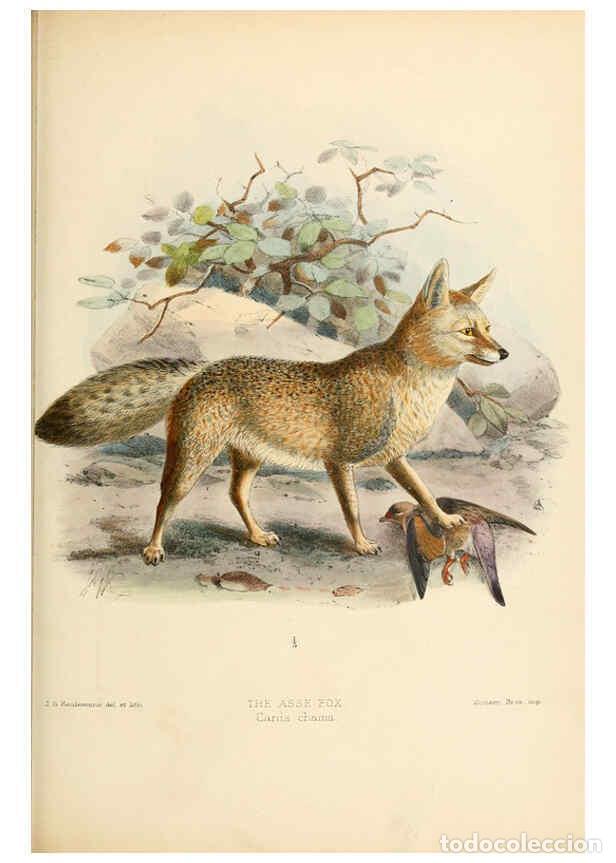Coleccionismo de Revistas y Peri&oacute;dicos: Reproducci&oacute;n/Reproduction 5987844361: Dogs, jackals, wolves, and foxes London R.H. Porter 1890 - St.