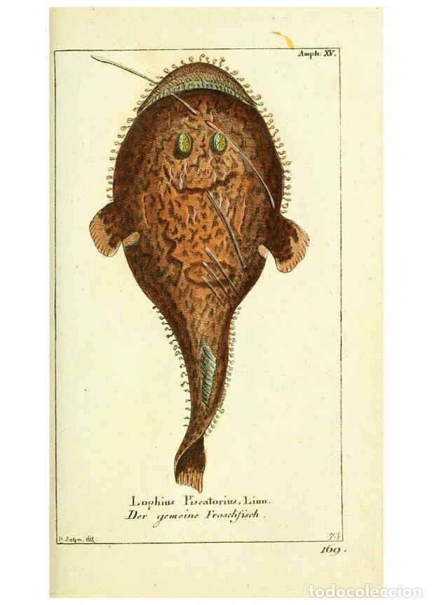 Coleccionismo de Revistas y Peri&oacute;dicos: Reproducci&oacute;n/Reproduction 5987759339: Gemeinn&uuml;zzige Naturgeschichte des Thierreichs bd. 4 plates Ber