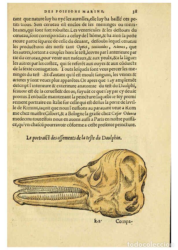 Coleccionismo de Revistas y Peri&oacute;dicos: Reproducci&oacute;n/Reproduction 5998392673: L'histoire naturelle des estranges poissons marins A Paris :De