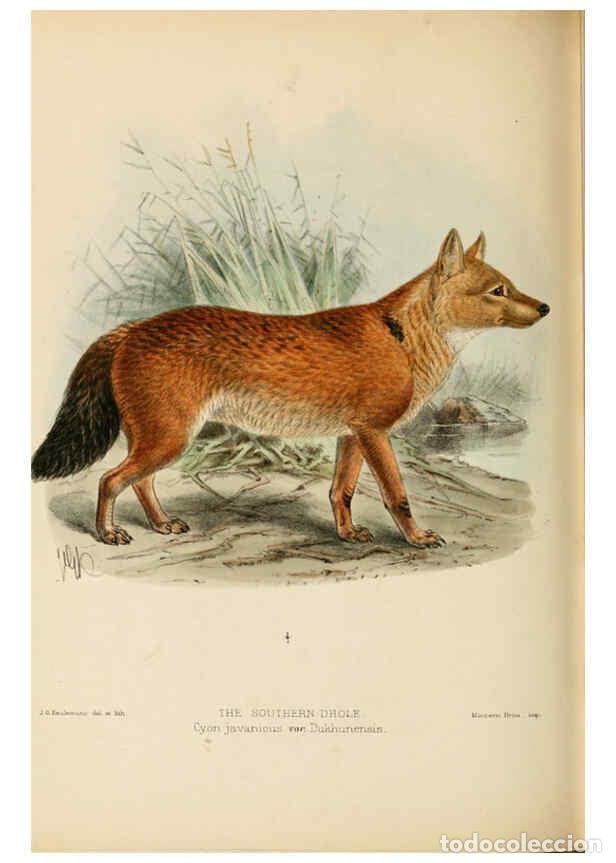 Coleccionismo de Revistas y Peri&oacute;dicos: Reproducci&oacute;n/Reproduction 5987846905: Dogs, jackals, wolves, and foxes London R.H. Porter 1890 - St.