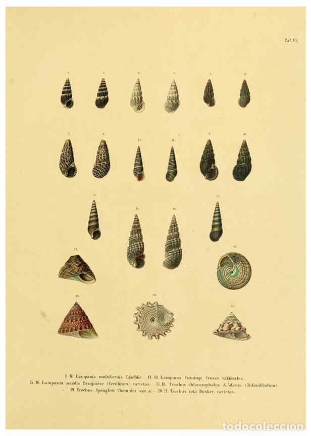 Coleccionismo de Revistas y Peri&oacute;dicos: Reproducci&oacute;n/Reproduction 5998176428: Japanische Meeres-Conchylien T1 Cassel,T. Fischer,1869-1874 -