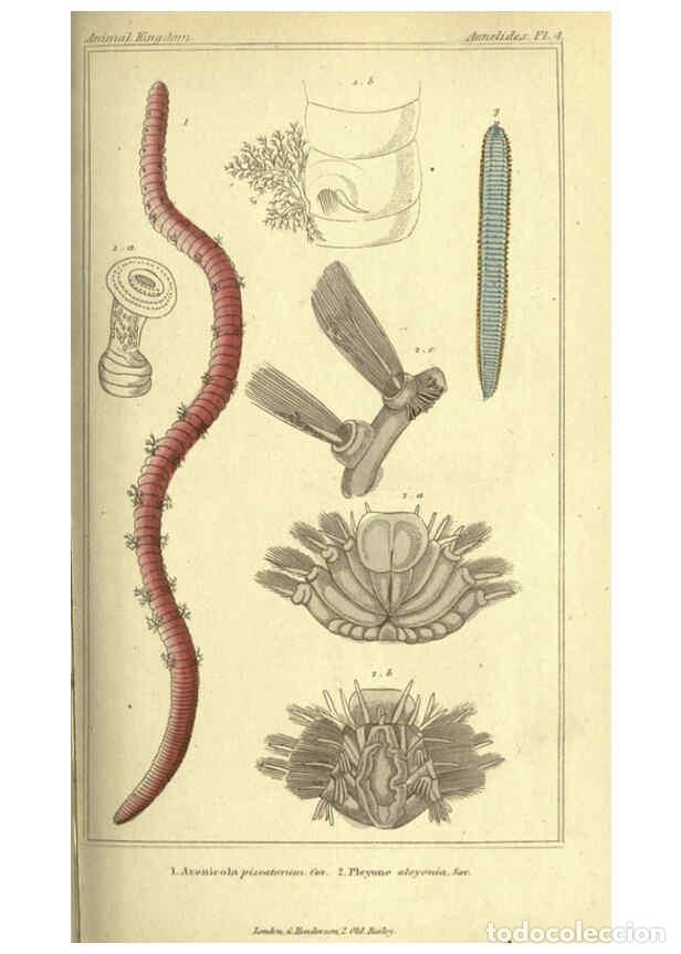 Collectionnisme de Revues et Journaux: Reproducci&oacute;n/Reproduction 5987915814: The animal kingdom, arranged according to its organization Lon